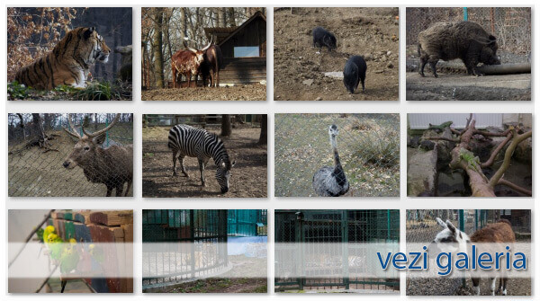 Gradina Zoologica Sibiu - Galerie Foto